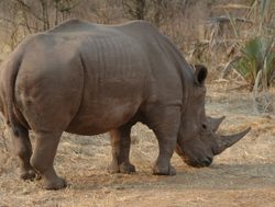 20210206214418 Rhino in Mosi oa tunya